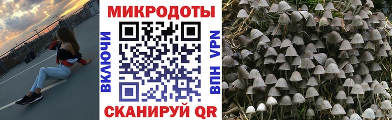 где можно купить   Чудово  Псилоцибиновые грибы Cubensis 